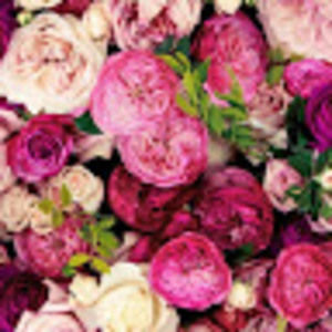 Meet your Posher, Himaly